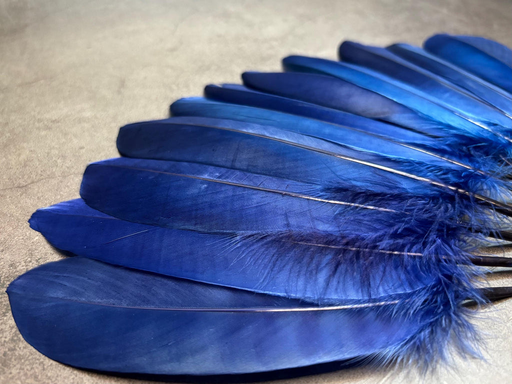 Grandes plumes bleues teintes véritables, 15-20 cm