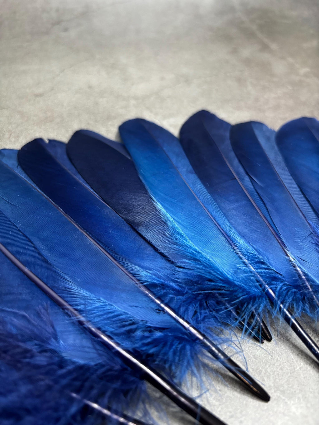 Grandes plumes bleues teintes véritables, 15-20 cm