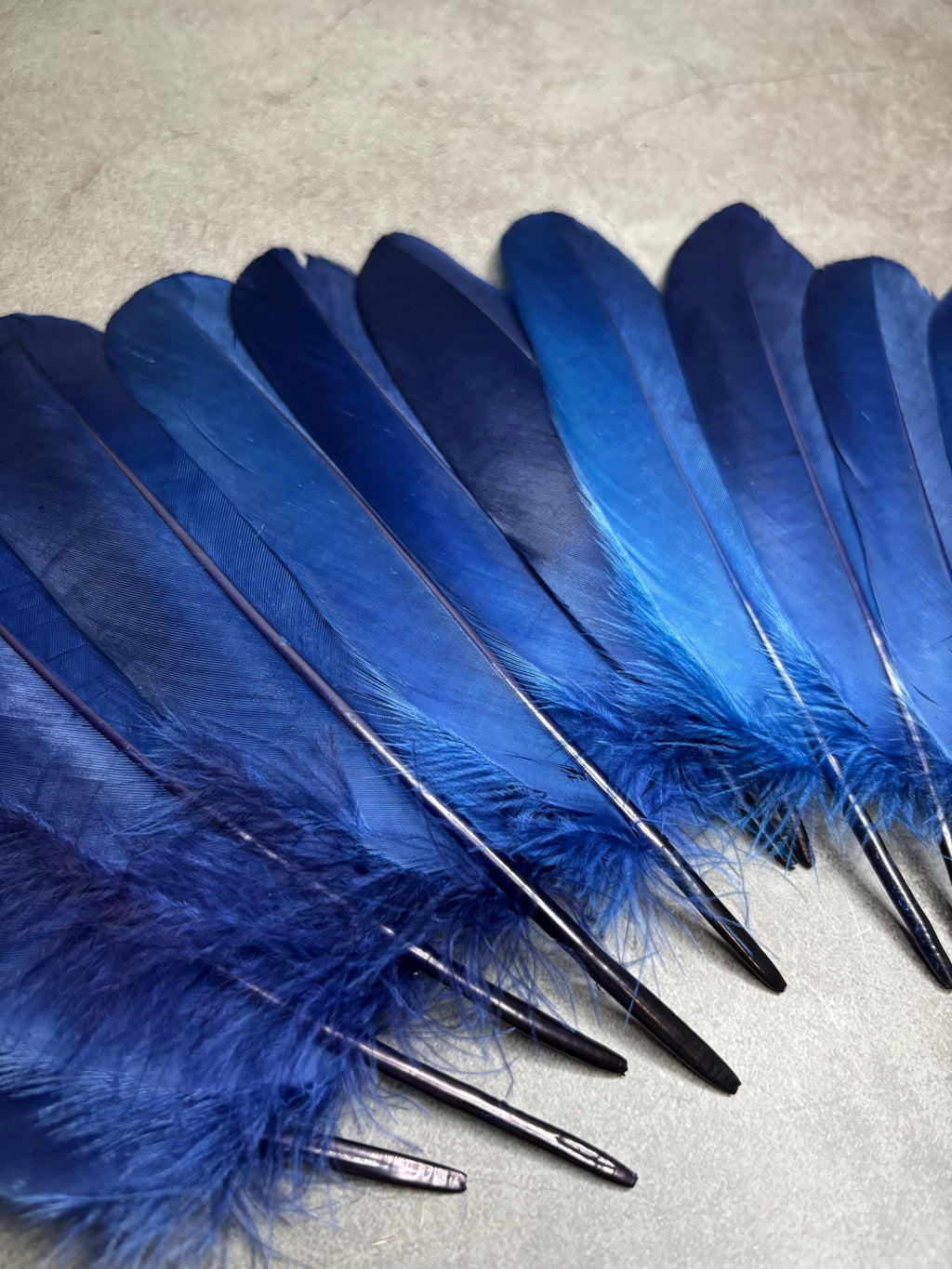 Grandes plumes bleues teintes véritables, 15-20 cm