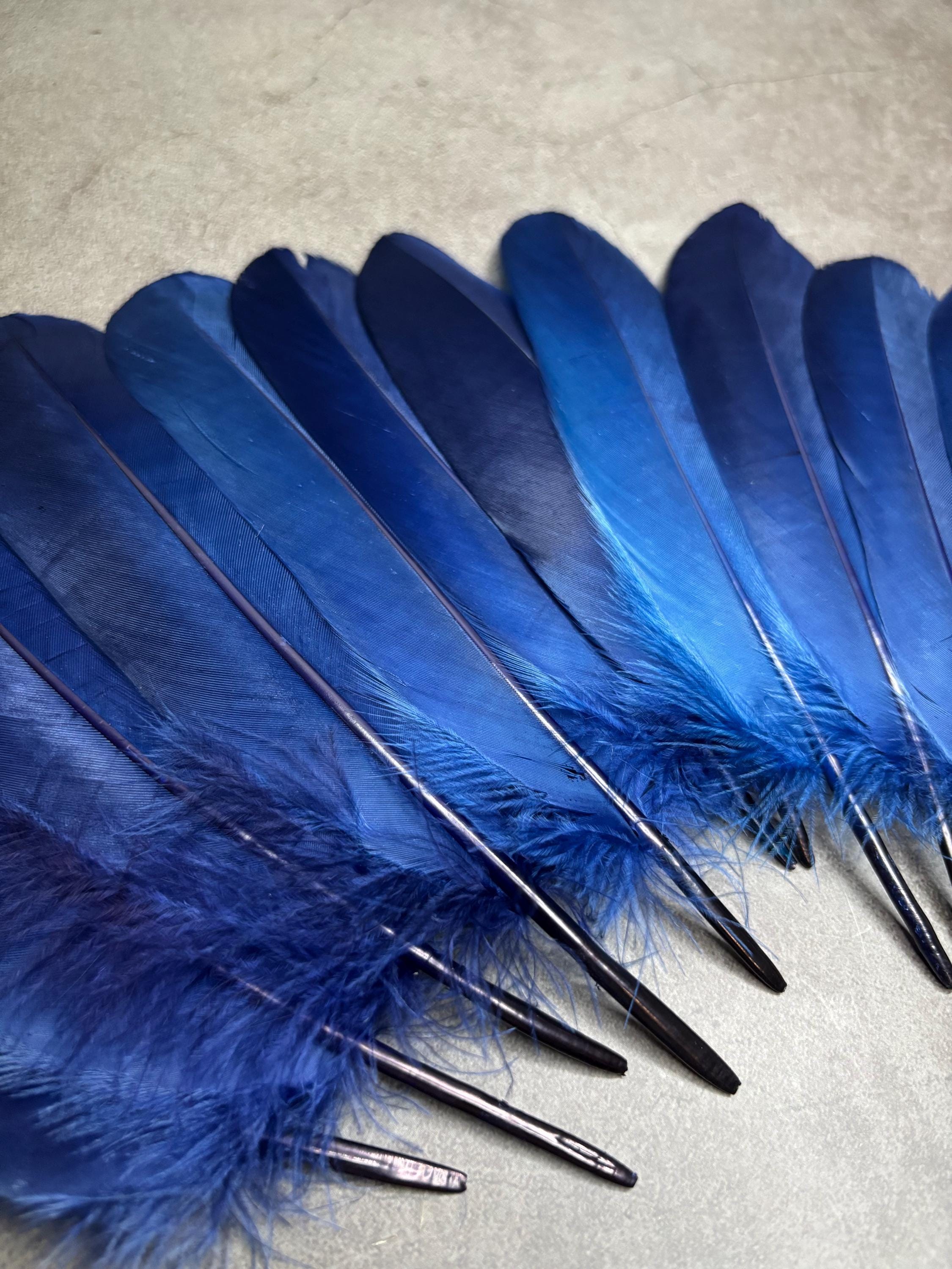 Grandes plumes bleues teintes véritables, 15-20 cm