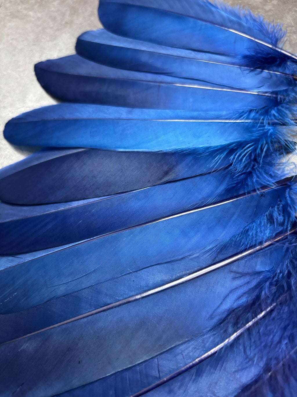 Grandes plumes bleues teintes véritables, 15-20 cm