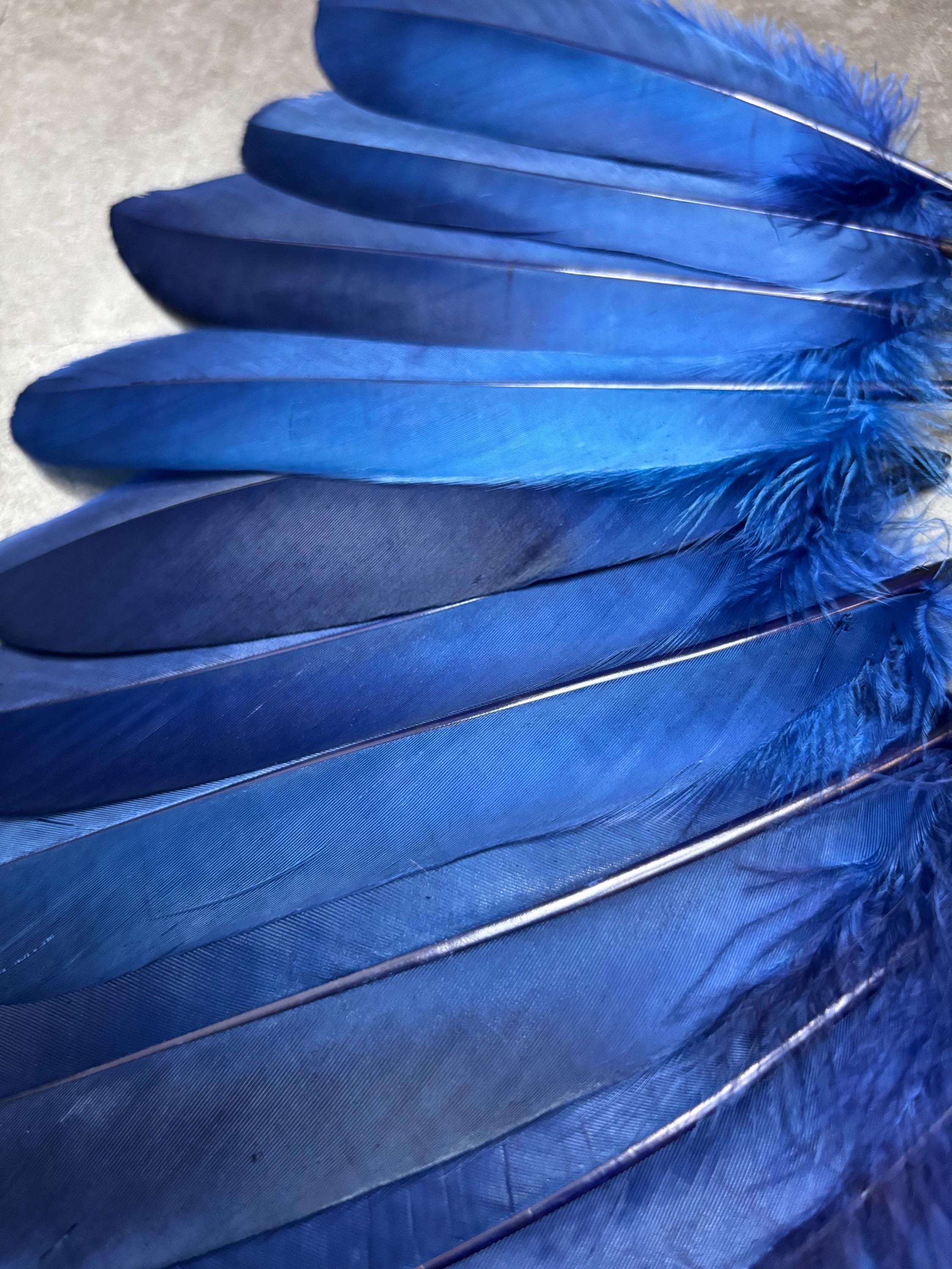 Plumas grandes teñidas de azul reales, 6-8 pulgadas