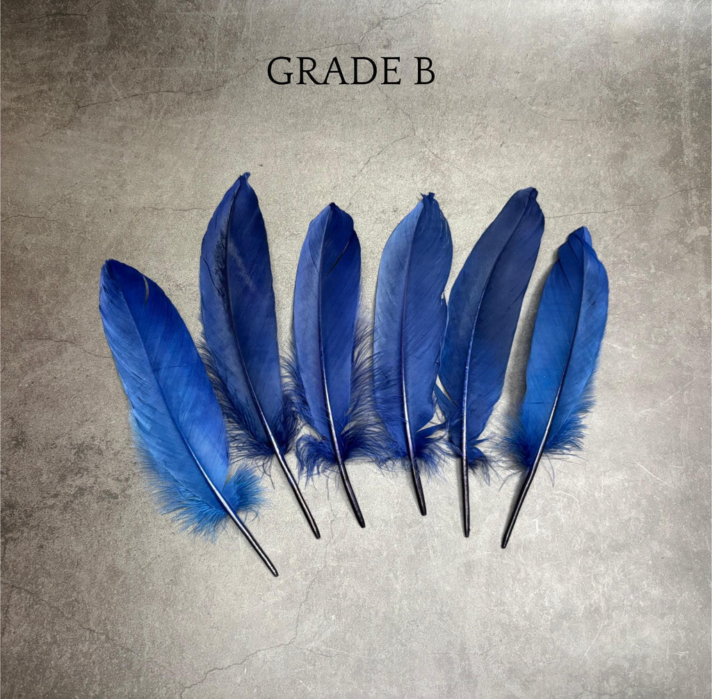 Grandes plumes bleues teintes véritables, 15-20 cm