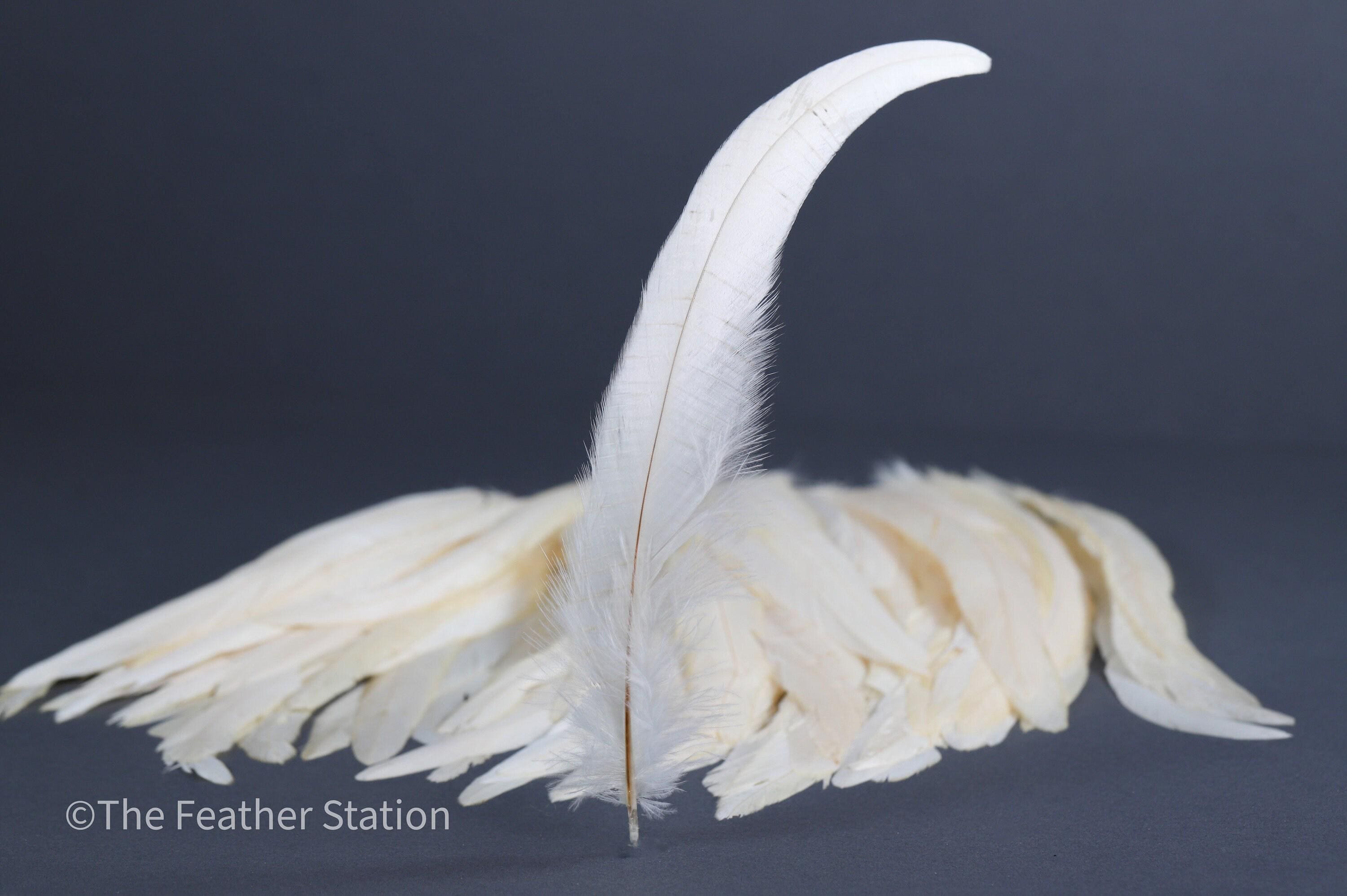 Long white rooster tail feathers, 20-30cm, 7-12"