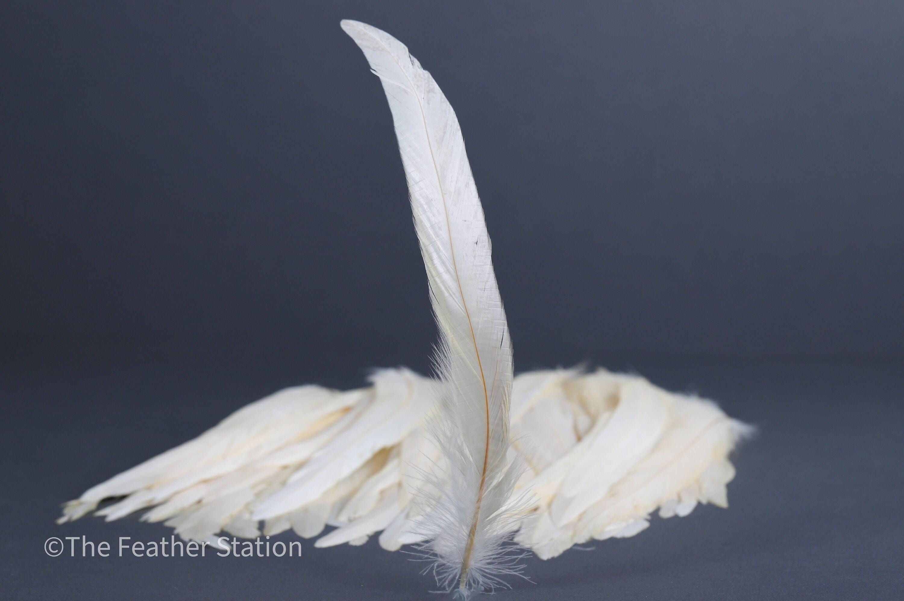Long white rooster tail feathers, 20-30cm, 7-12"
