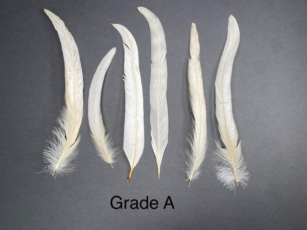 Long white rooster tail feathers, 20-30cm, 7-12"