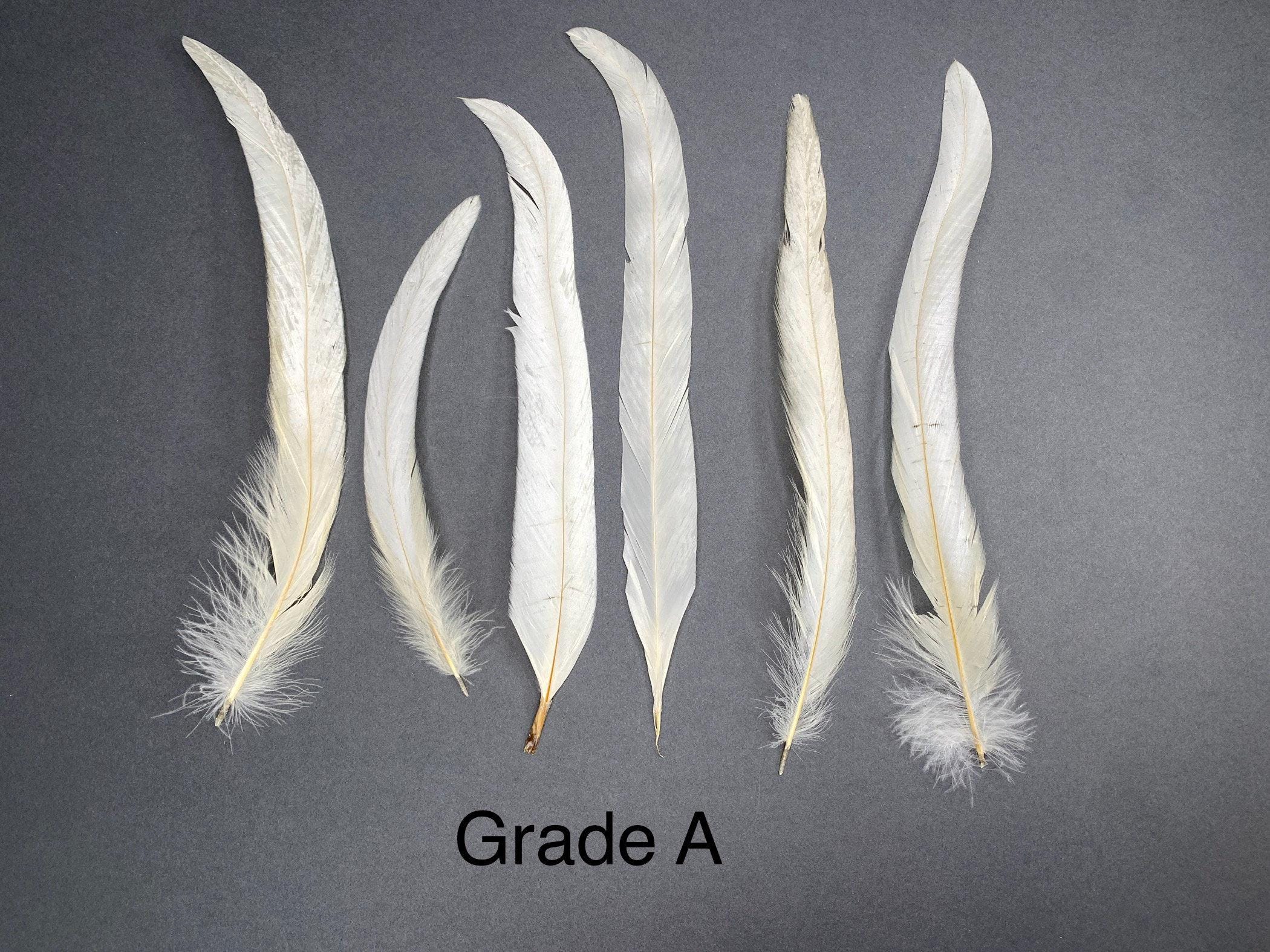 Long white rooster tail feathers, 20-30cm, 7-12"