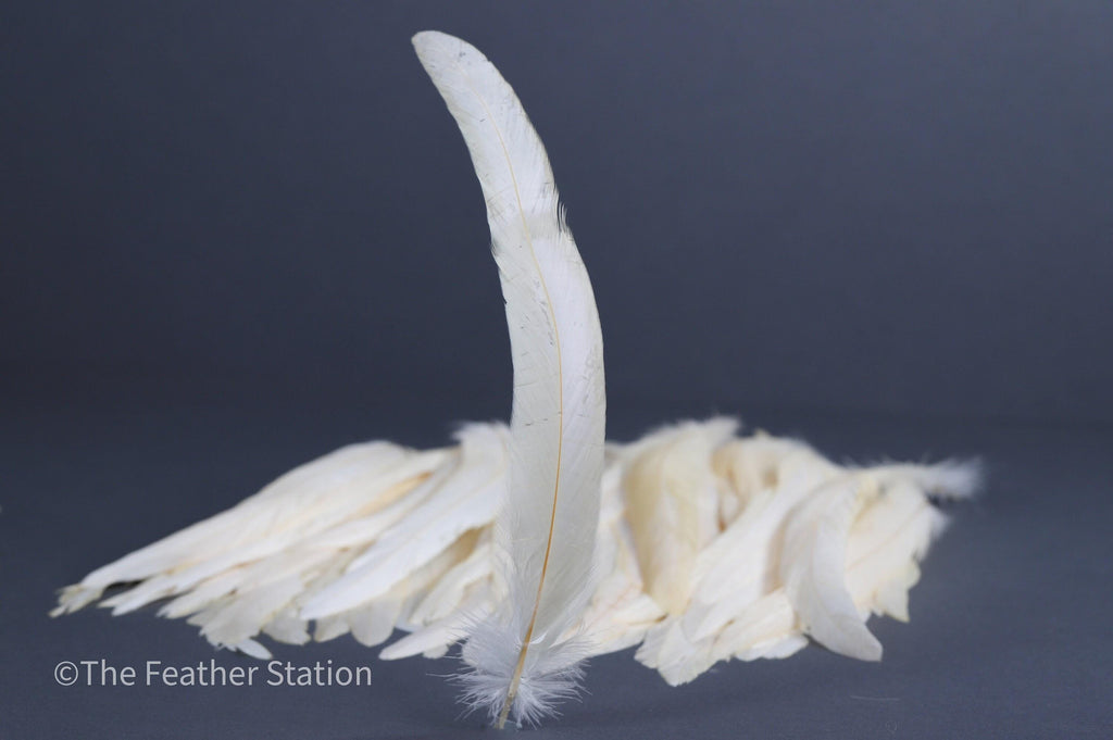 Long white rooster tail feathers, 20-30cm, 7-12"