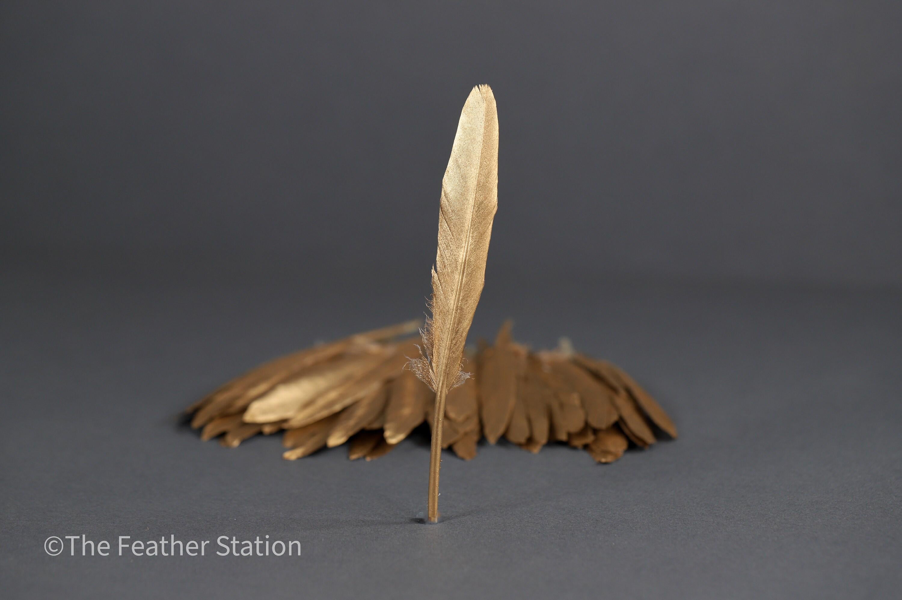 Gold goose feathers 10-15 cm, 4-6 inch