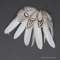 Mixed bag of white feathers, 20 small white feathers collection