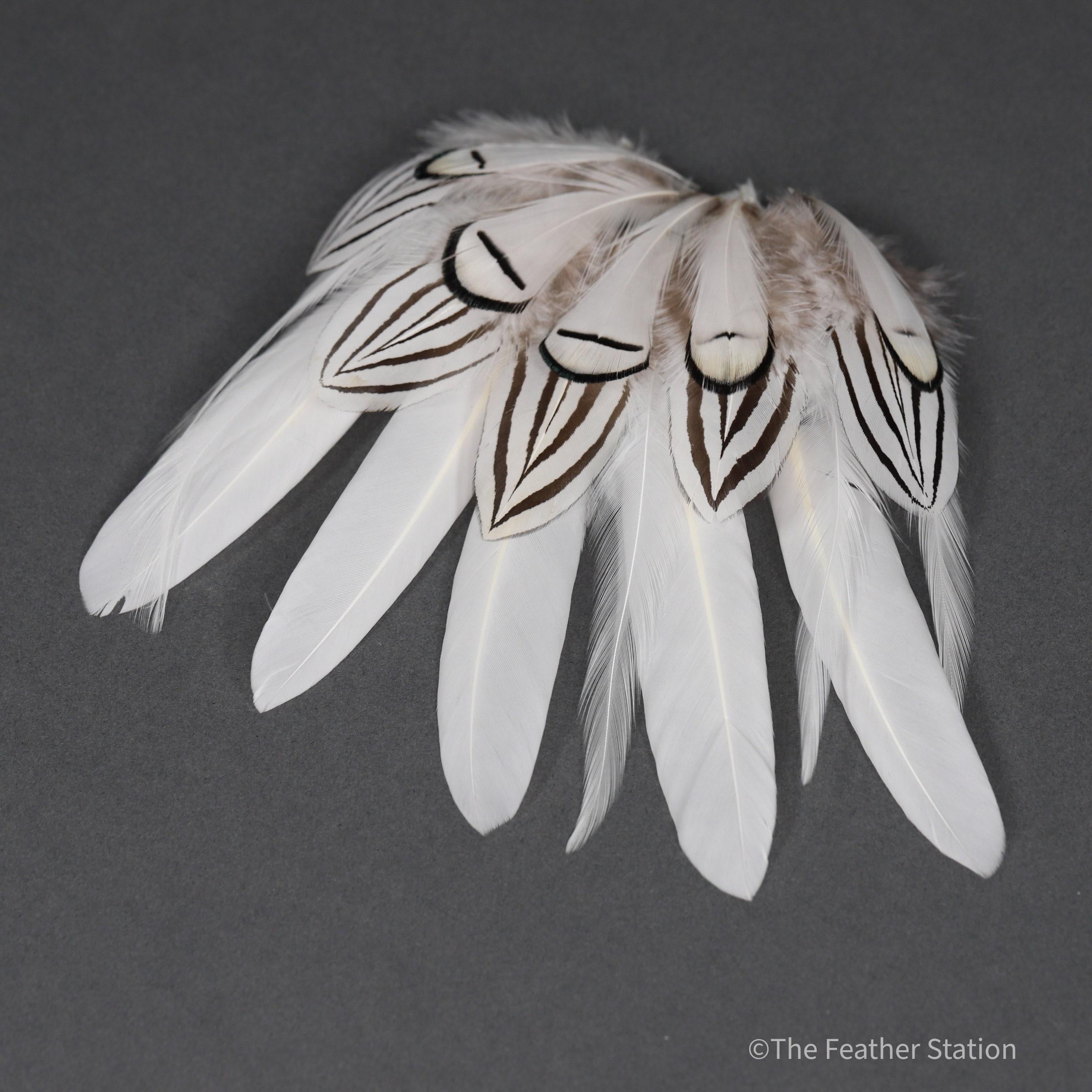 Mixed bag of white feathers, 20 small white feathers collection