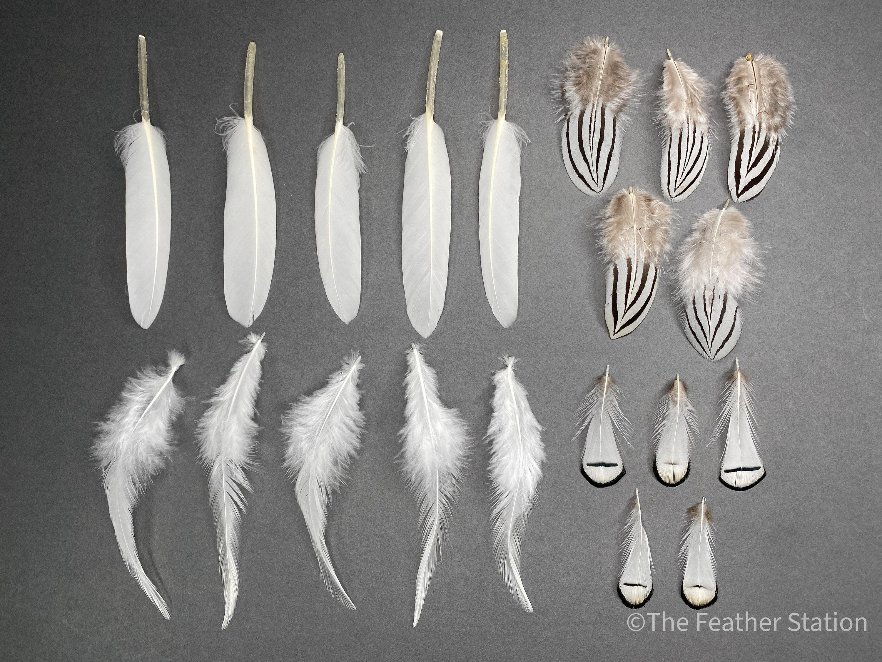 Mixed bag of white feathers, 20 small white feathers collection