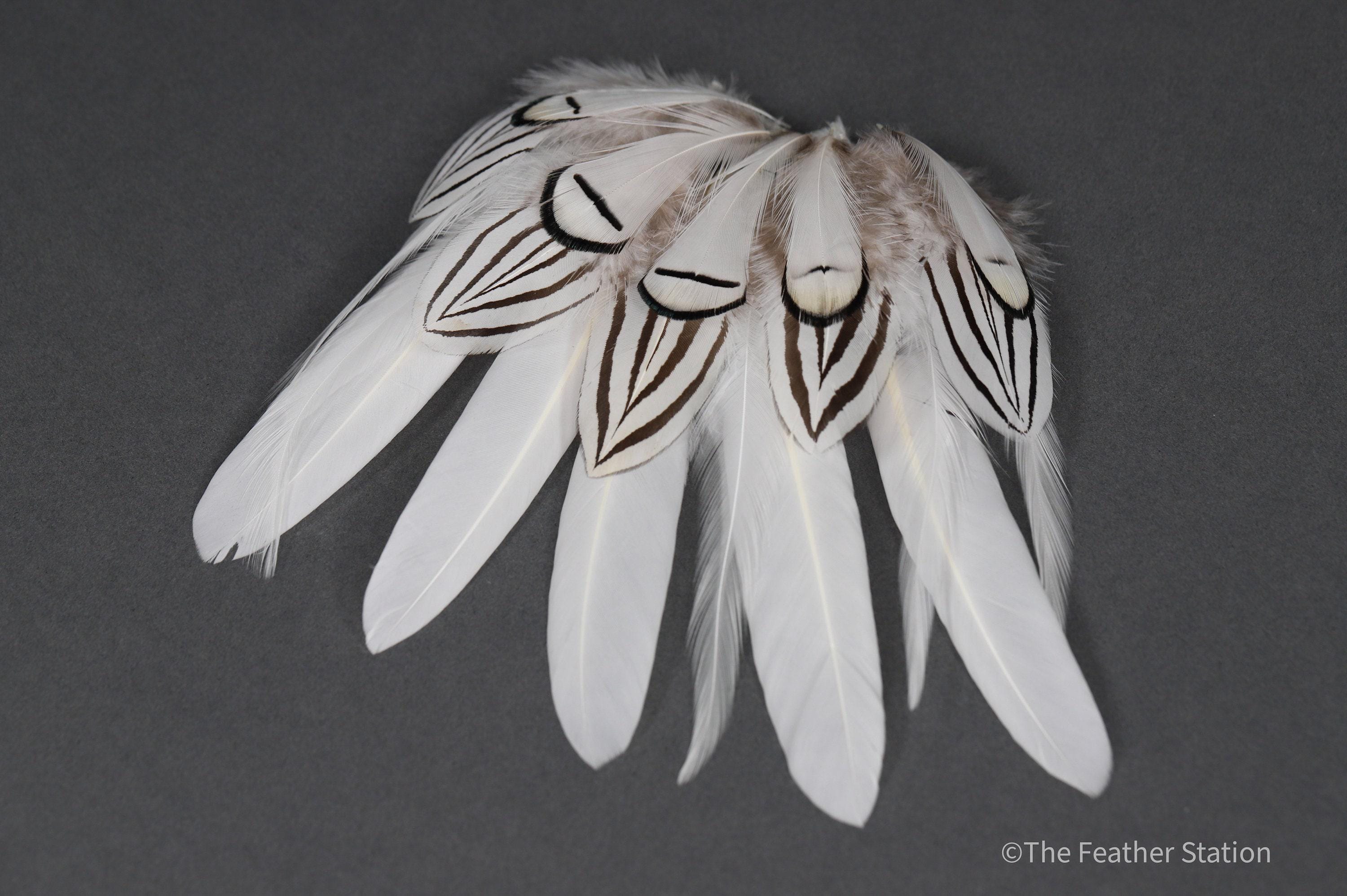Mixed bag of white feathers, 20 small white feathers collection