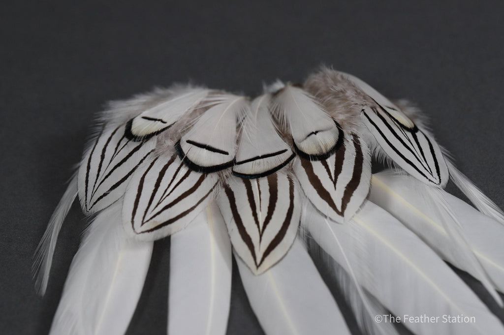 Mixed bag of white feathers, 20 small white feathers collection