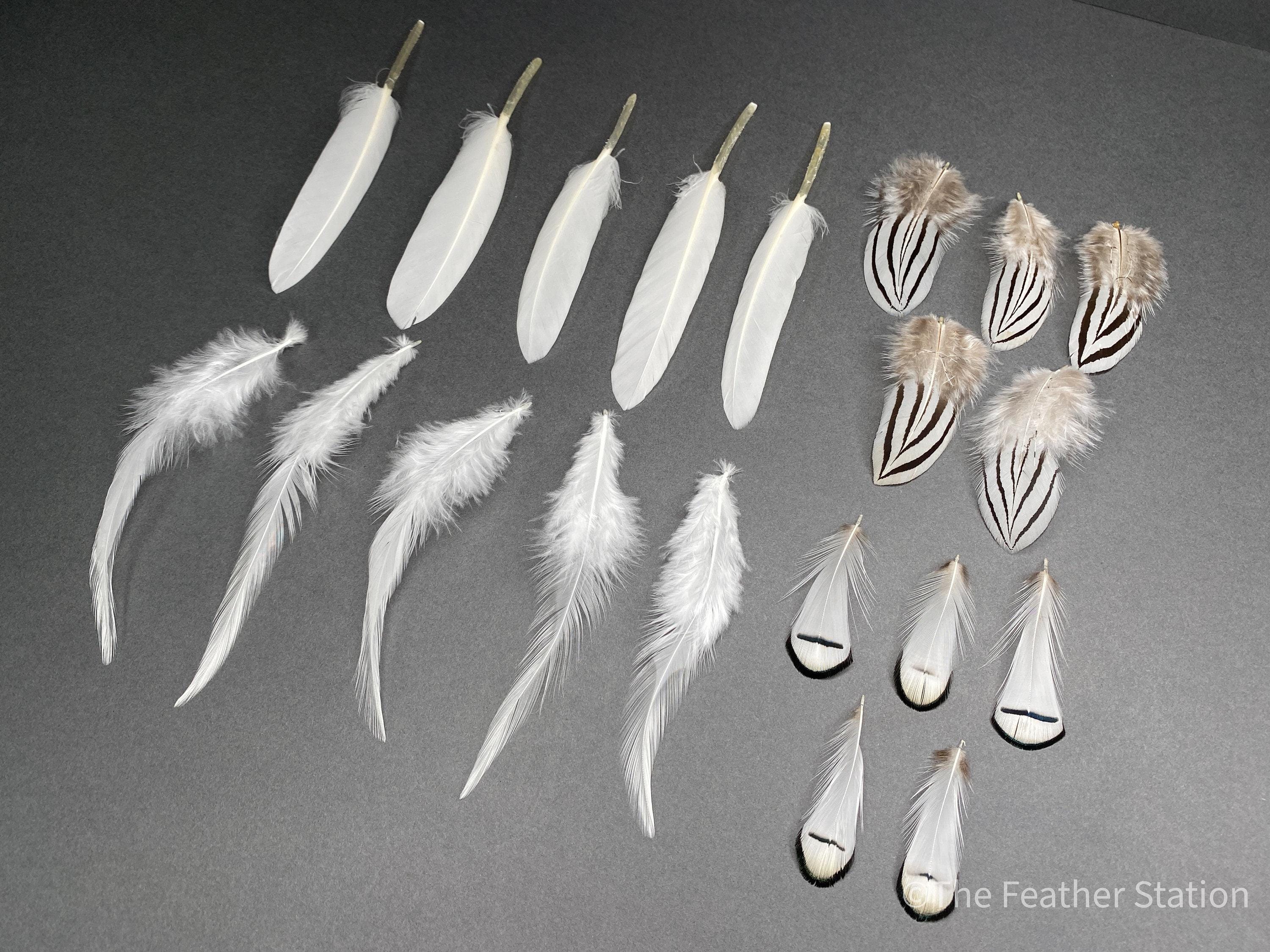 Mixed bag of white feathers, 20 small white feathers collection