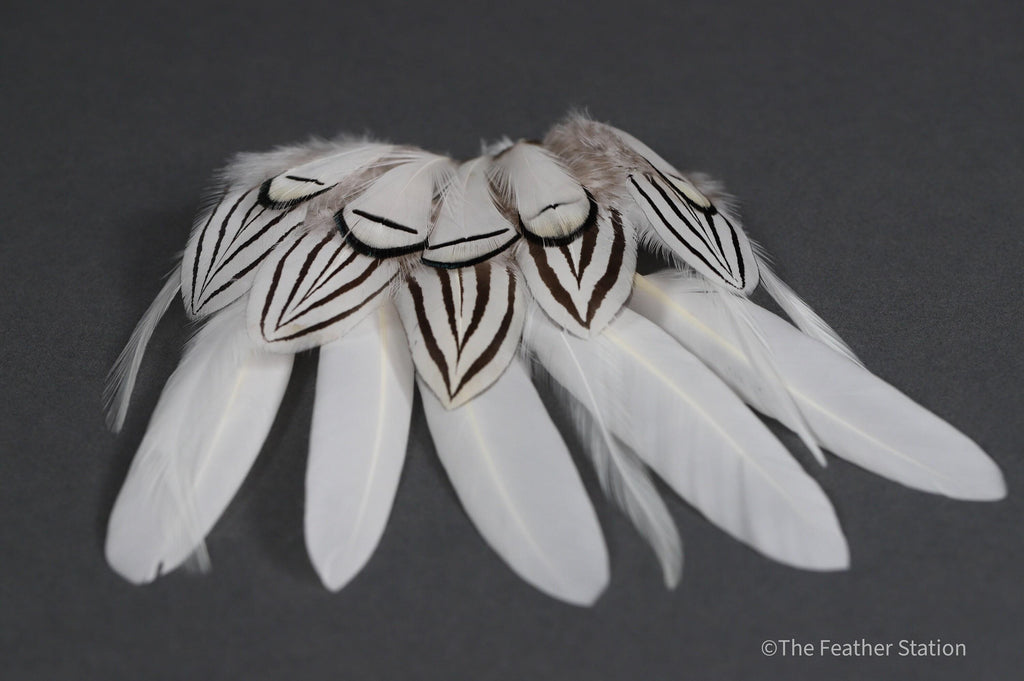Mixed bag of white feathers, 20 small white feathers collection