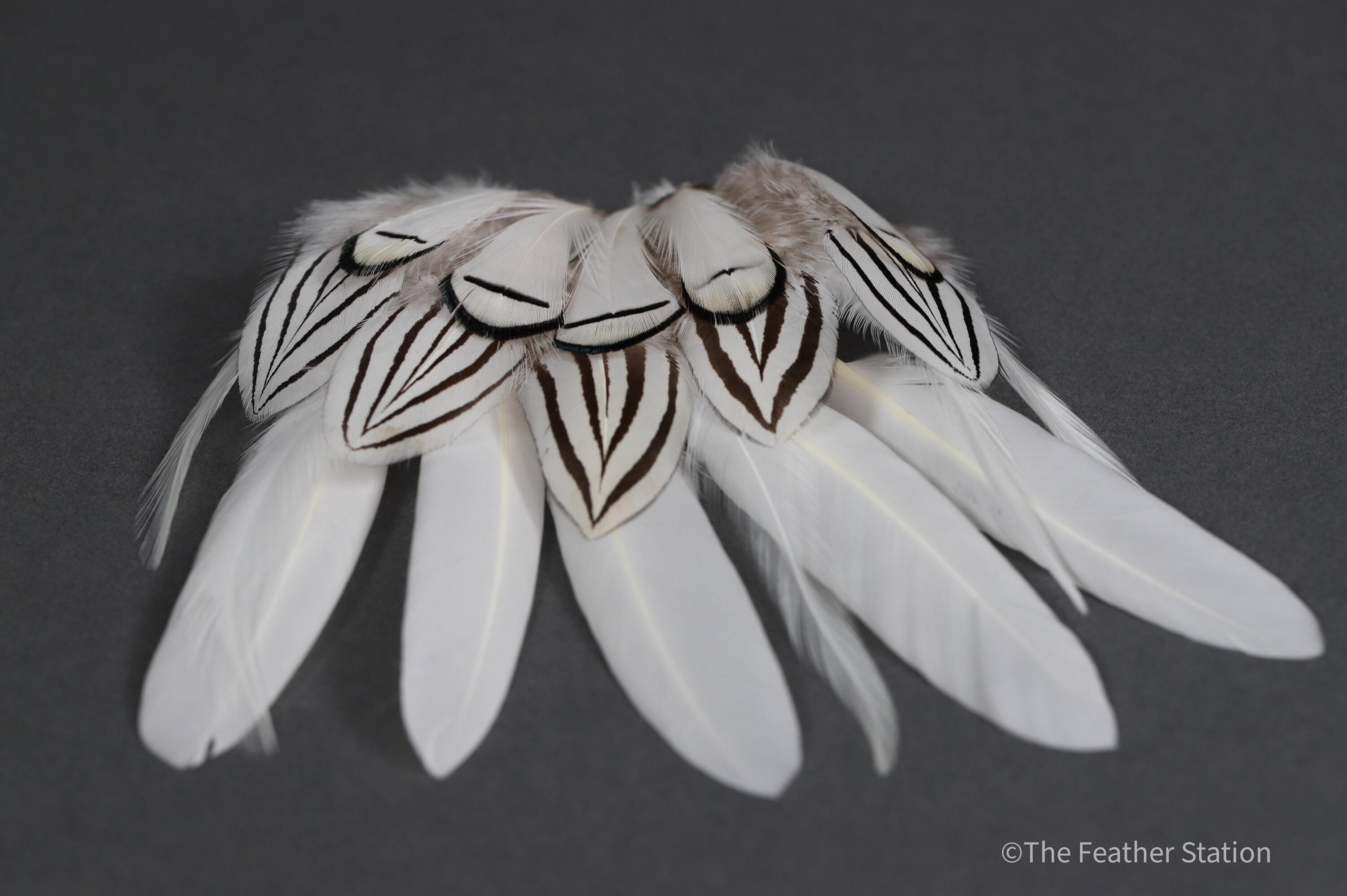 Mixed bag of white feathers, 20 small white feathers collection
