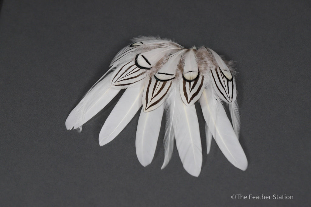 Mixed bag of white feathers, 20 small white feathers collection