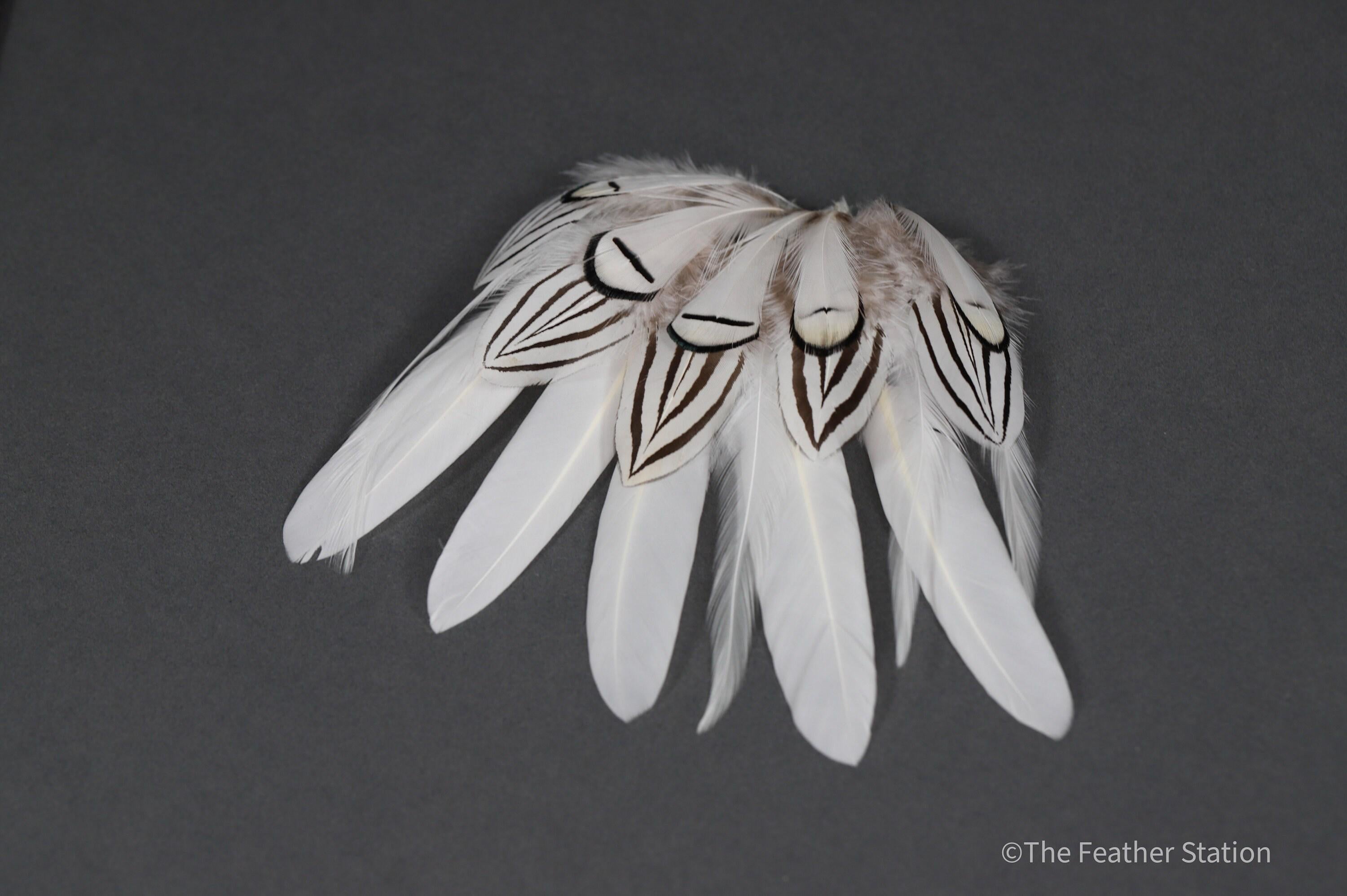 Mixed bag of white feathers, 20 small white feathers collection