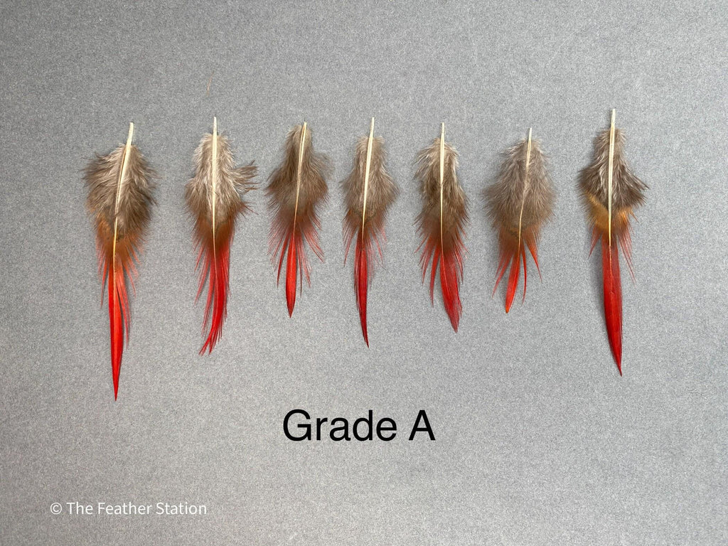 Plumes naturelles de faisan épée rouges, 2-3", 5-8cm