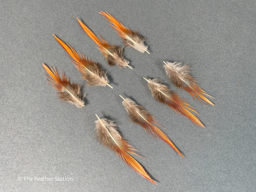 Plumes naturelles de faisan épée rouges, 2-3", 5-8cm