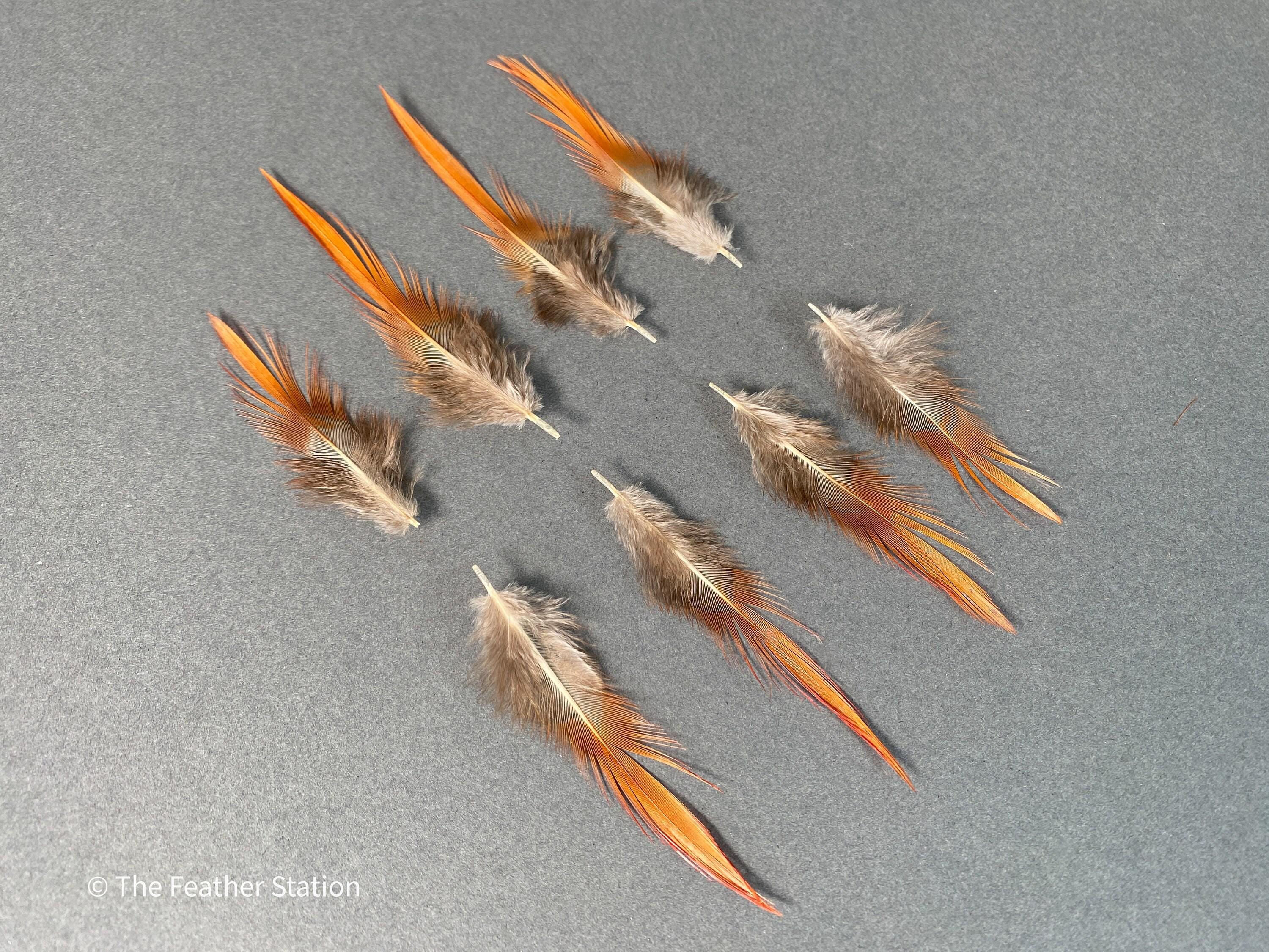 Plumes naturelles de faisan épée rouges, 2-3", 5-8cm