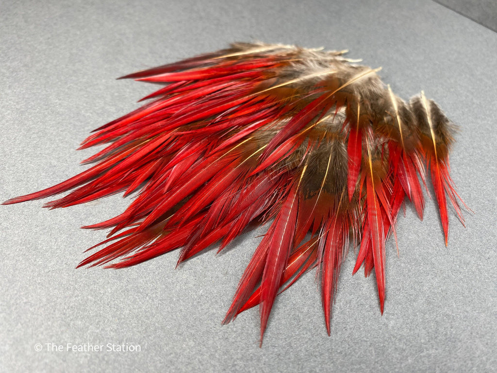 Plumes naturelles de faisan épée rouges, 2-3", 5-8cm