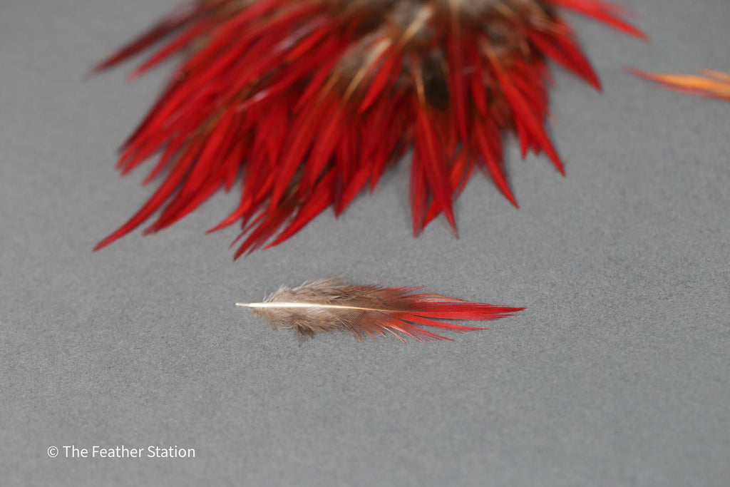 Plumes naturelles de faisan épée rouges, 2-3", 5-8cm
