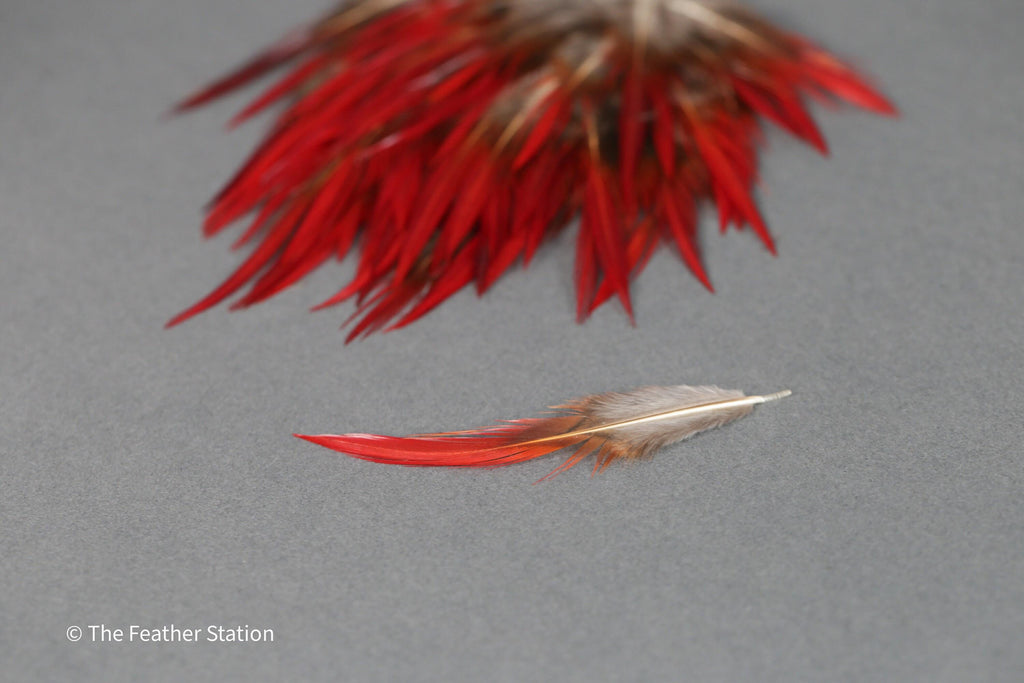 Plumes naturelles de faisan épée rouges, 2-3", 5-8cm
