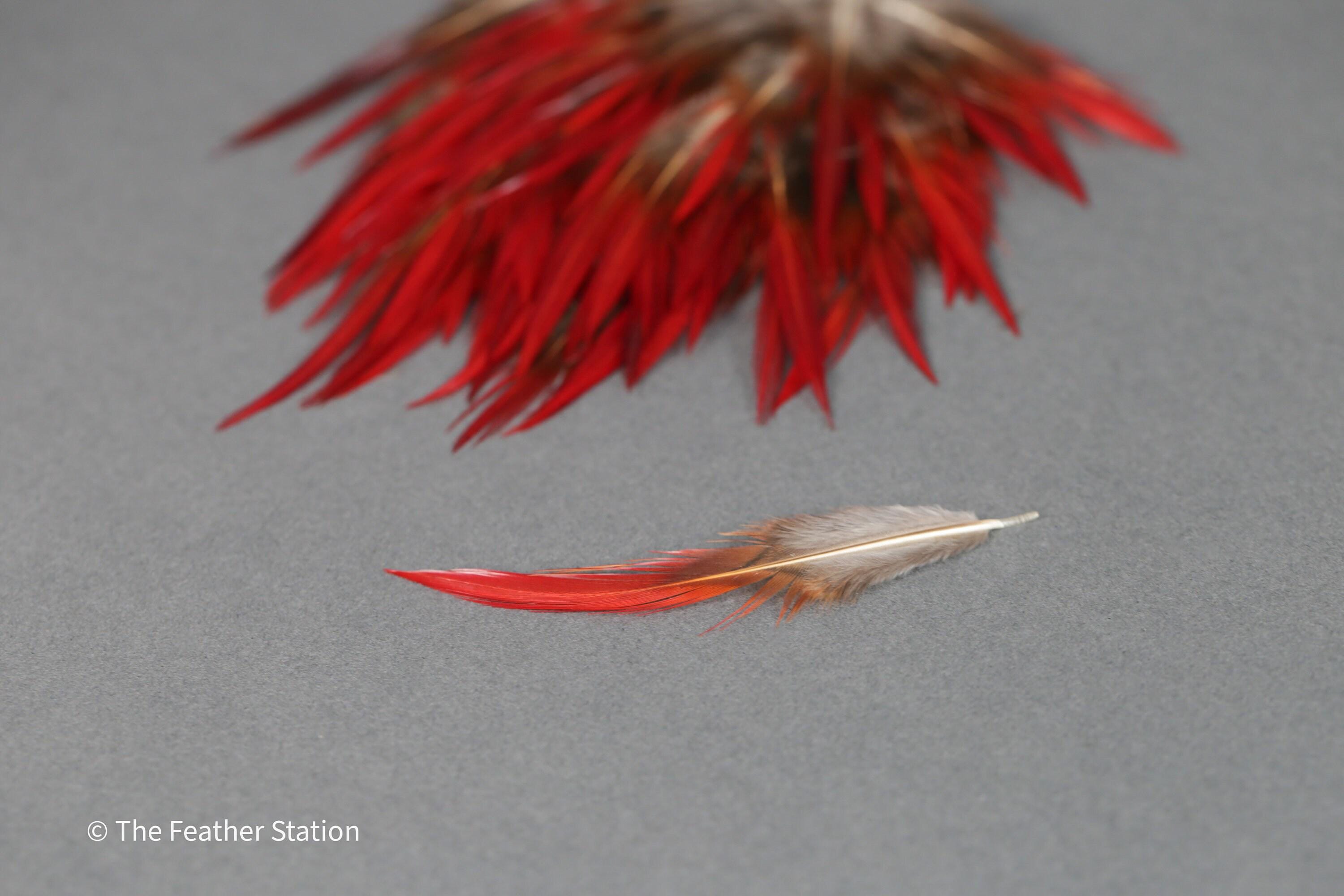 Plumes naturelles de faisan épée rouges, 2-3", 5-8cm