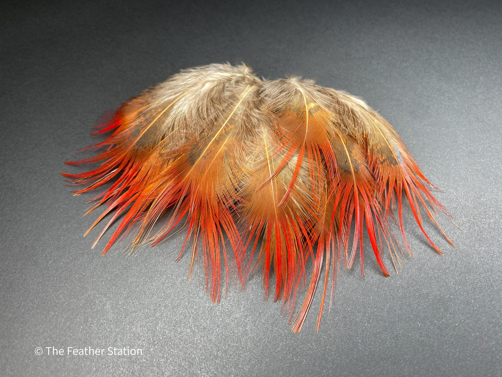Bright red orange tip pheasant feathers, 3-7cm, 1-3"