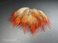 Bright red orange tip pheasant feathers, 3-7cm, 1-3"