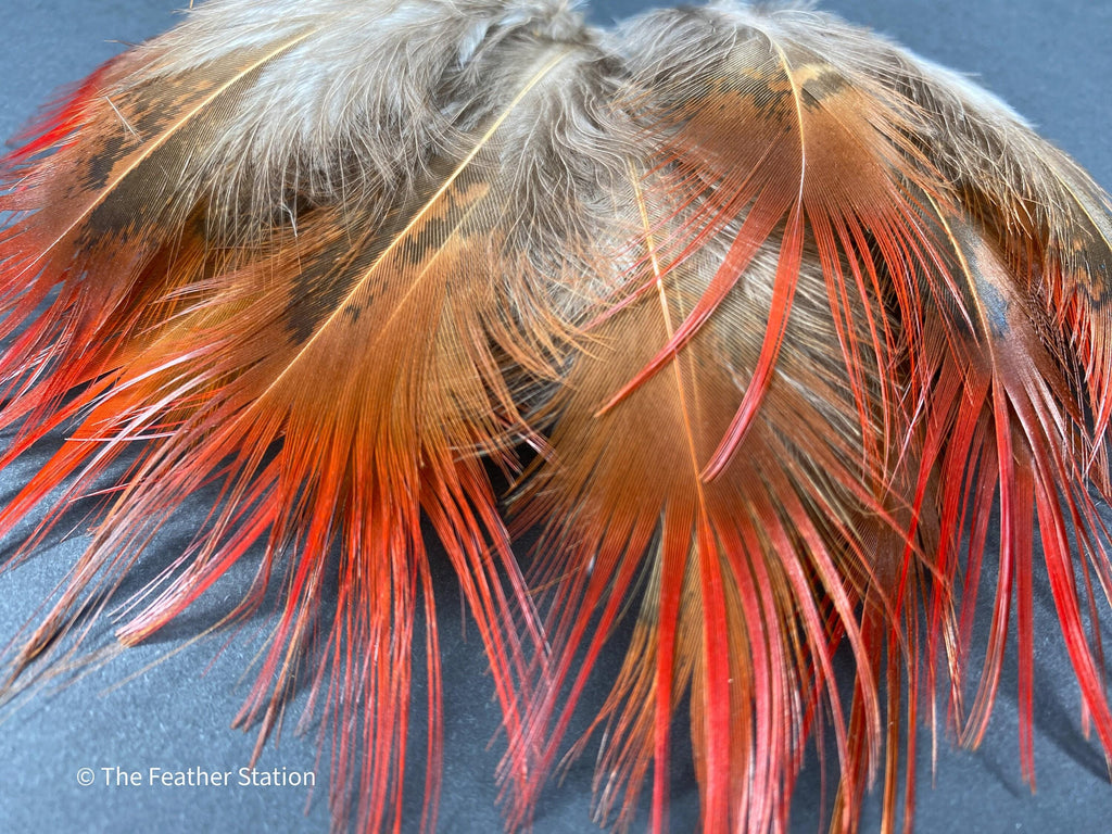 Bright red orange tip pheasant feathers, 3-7cm, 1-3"