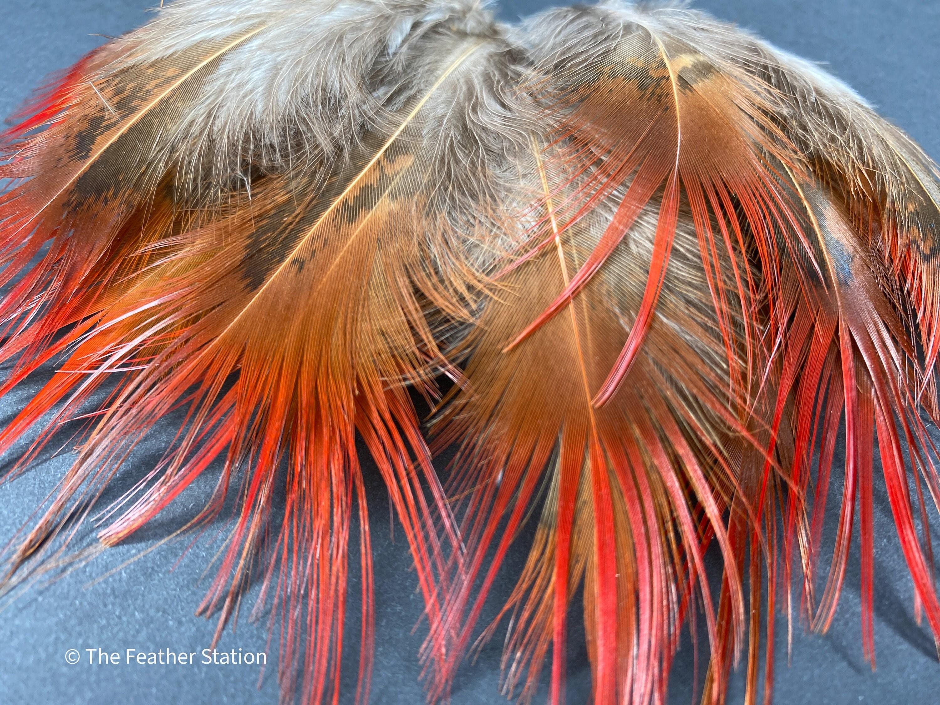 Bright red orange tip pheasant feathers, 3-7cm, 1-3"