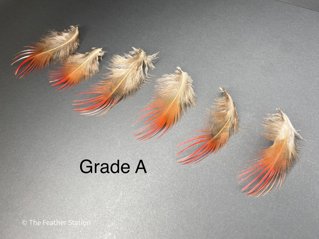 Bright red orange tip pheasant feathers, 3-7cm, 1-3"