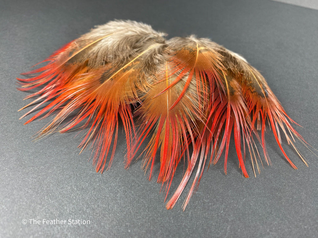 Bright red orange tip pheasant feathers, 3-7cm, 1-3"