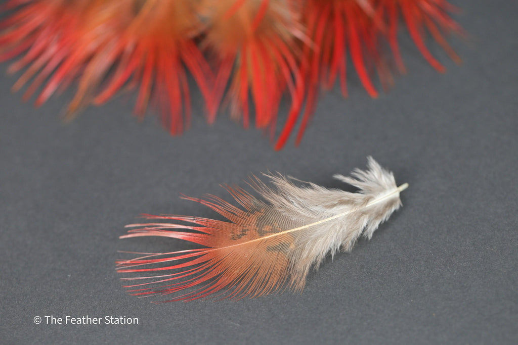 Bright red orange tip pheasant feathers, 3-7cm, 1-3"