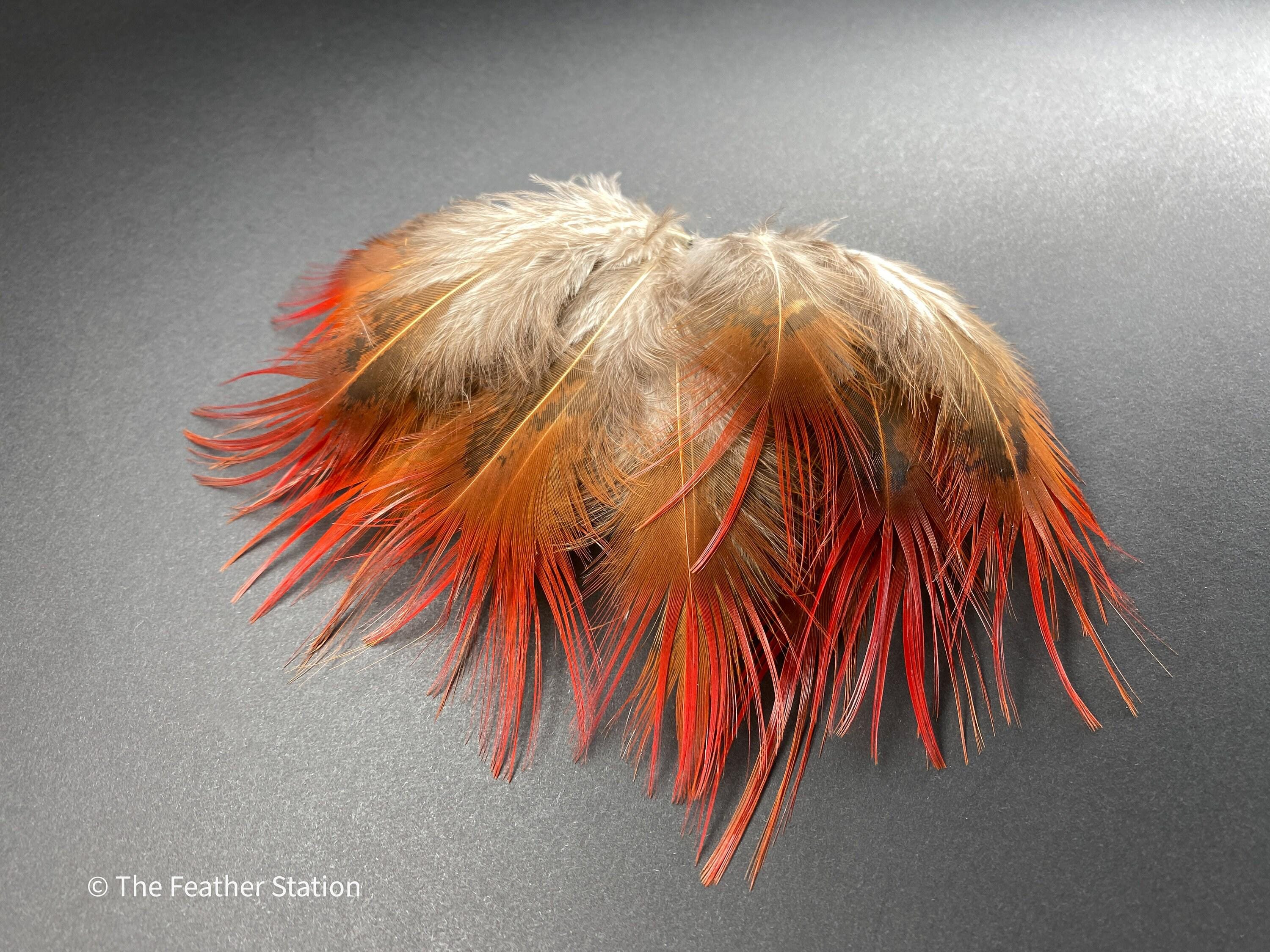 Bright red orange tip pheasant feathers, 3-7cm, 1-3"
