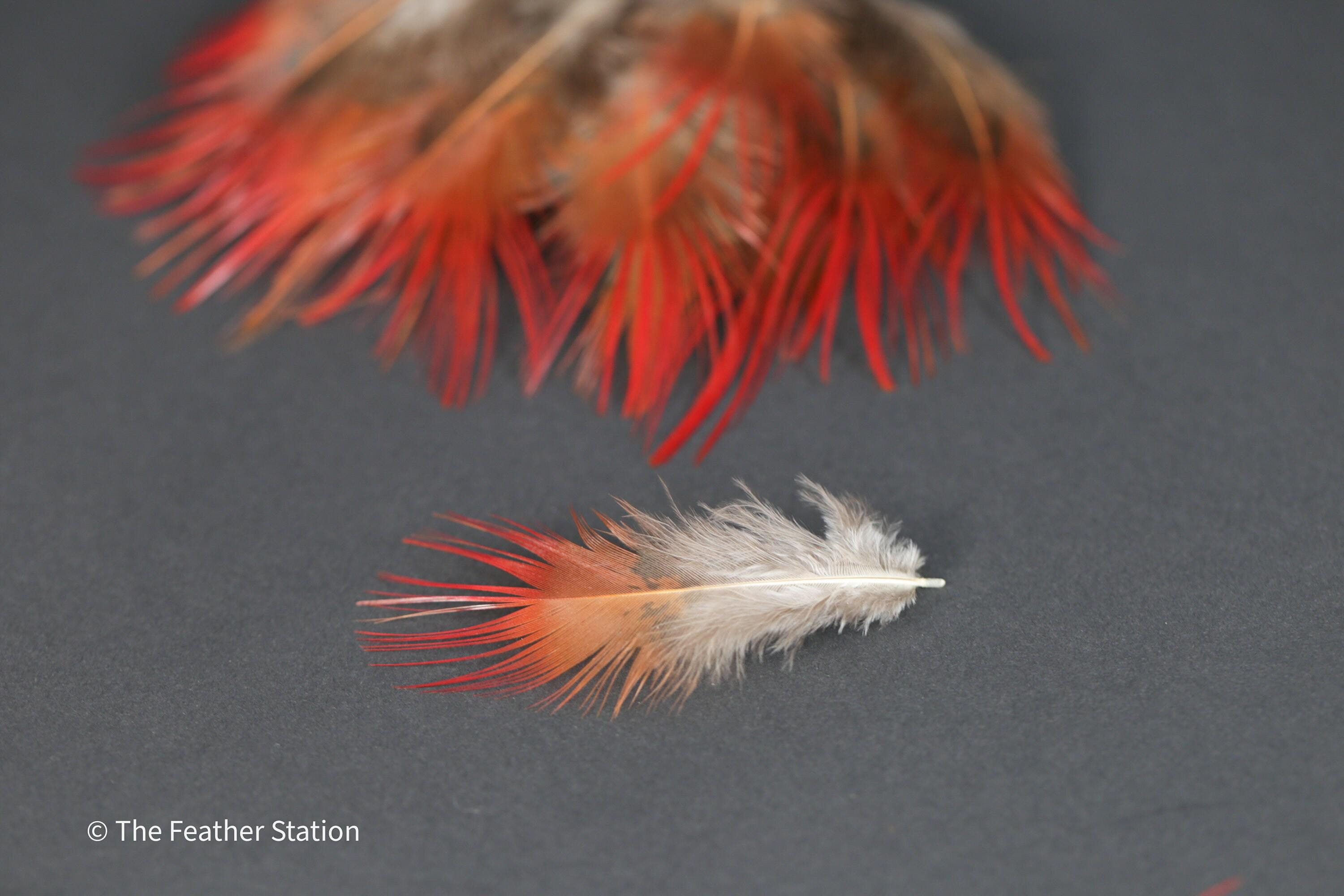 Bright red orange tip pheasant feathers, 3-7cm, 1-3"
