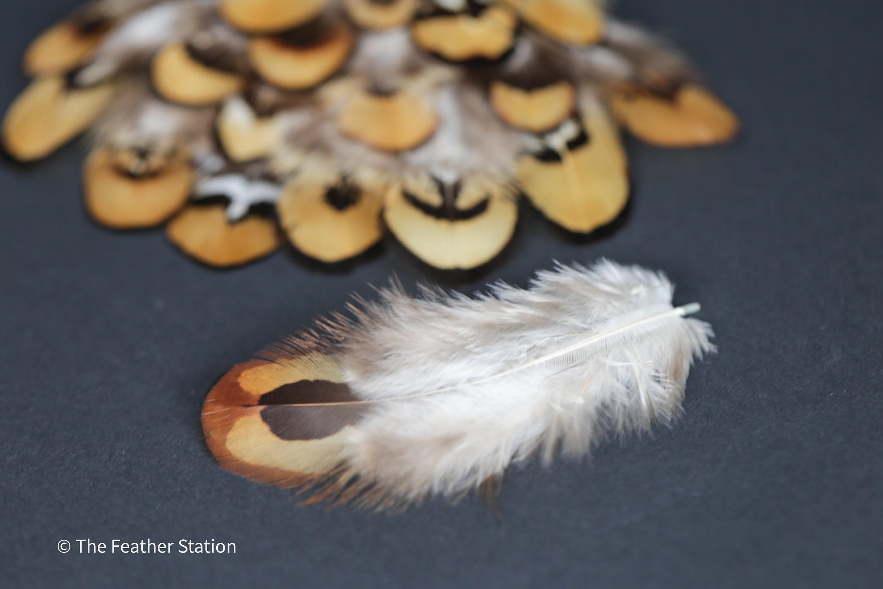 Golden brown pheasant reeves feathers, 3-7cm, 1-3 inch