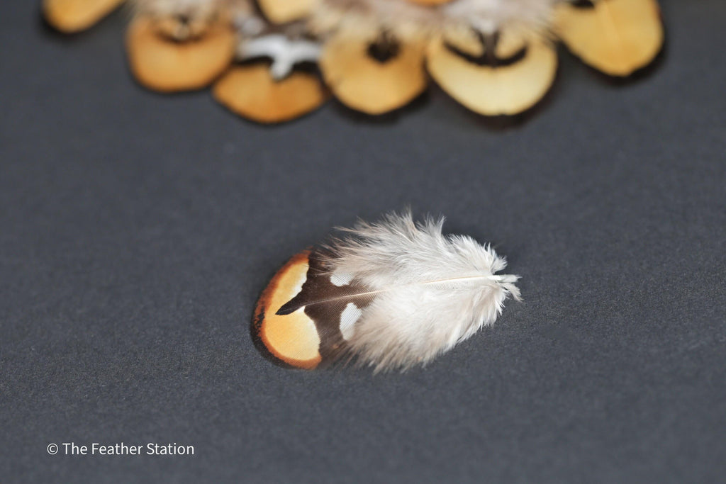 Golden brown pheasant reeves feathers, 3-7cm, 1-3 inch