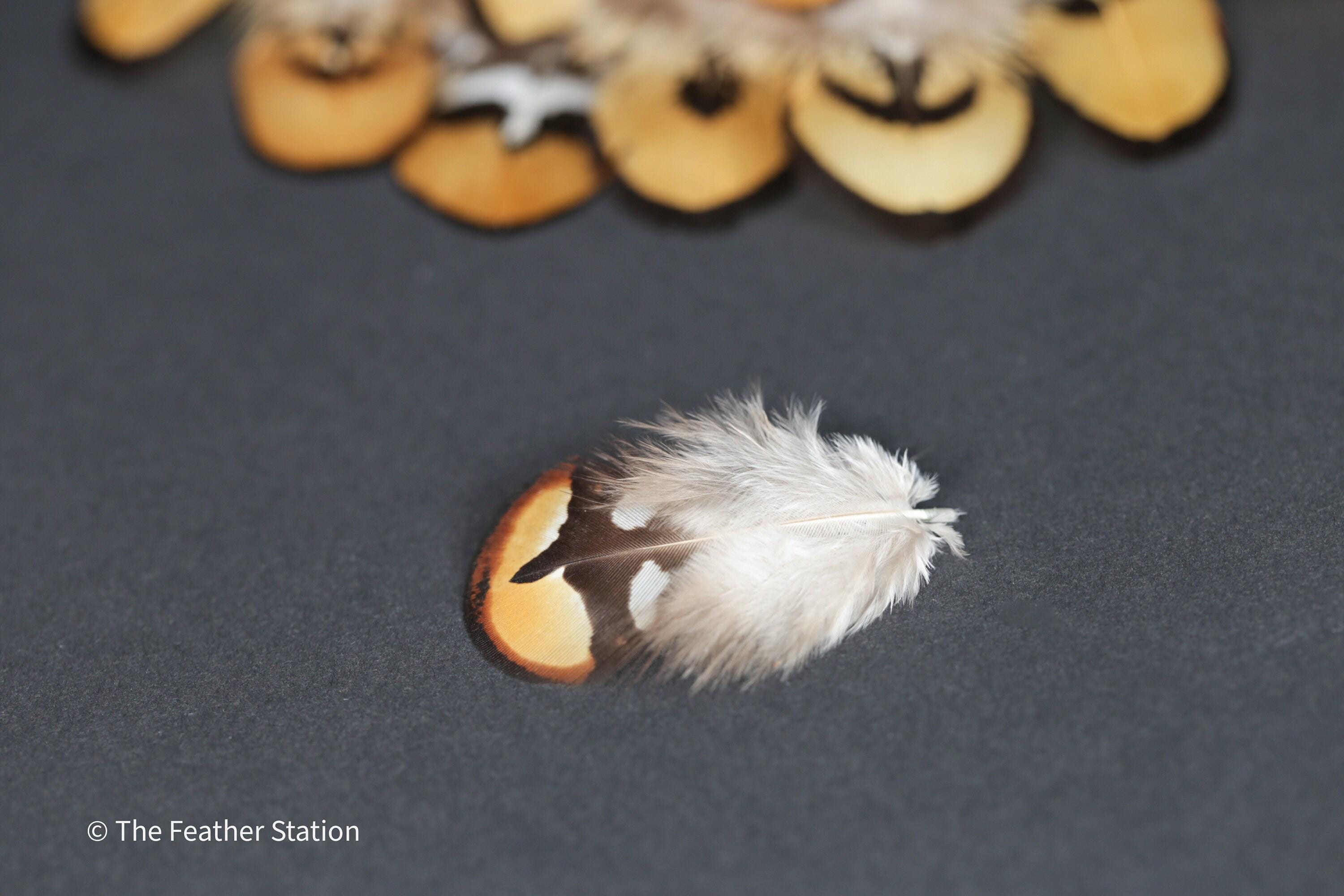 Golden brown pheasant reeves feathers, 3-7cm, 1-3 inch