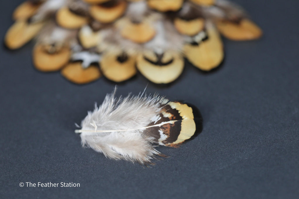 Golden brown pheasant reeves feathers, 3-7cm, 1-3 inch