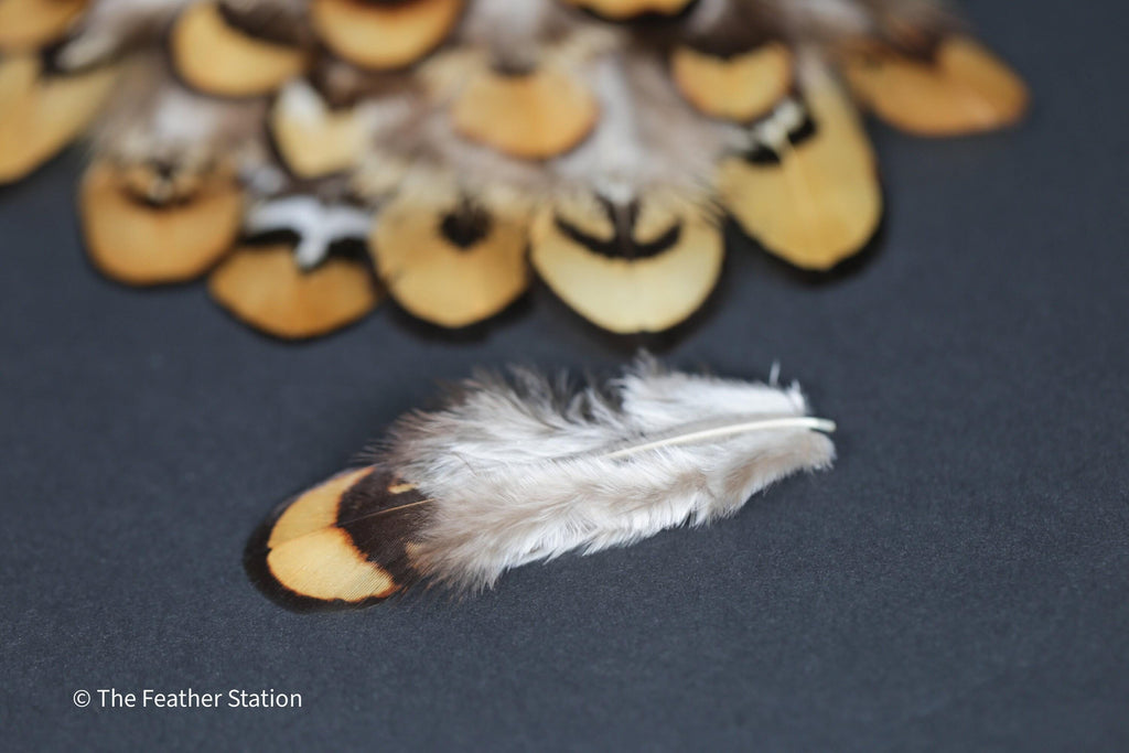 Golden brown pheasant reeves feathers, 3-7cm, 1-3 inch