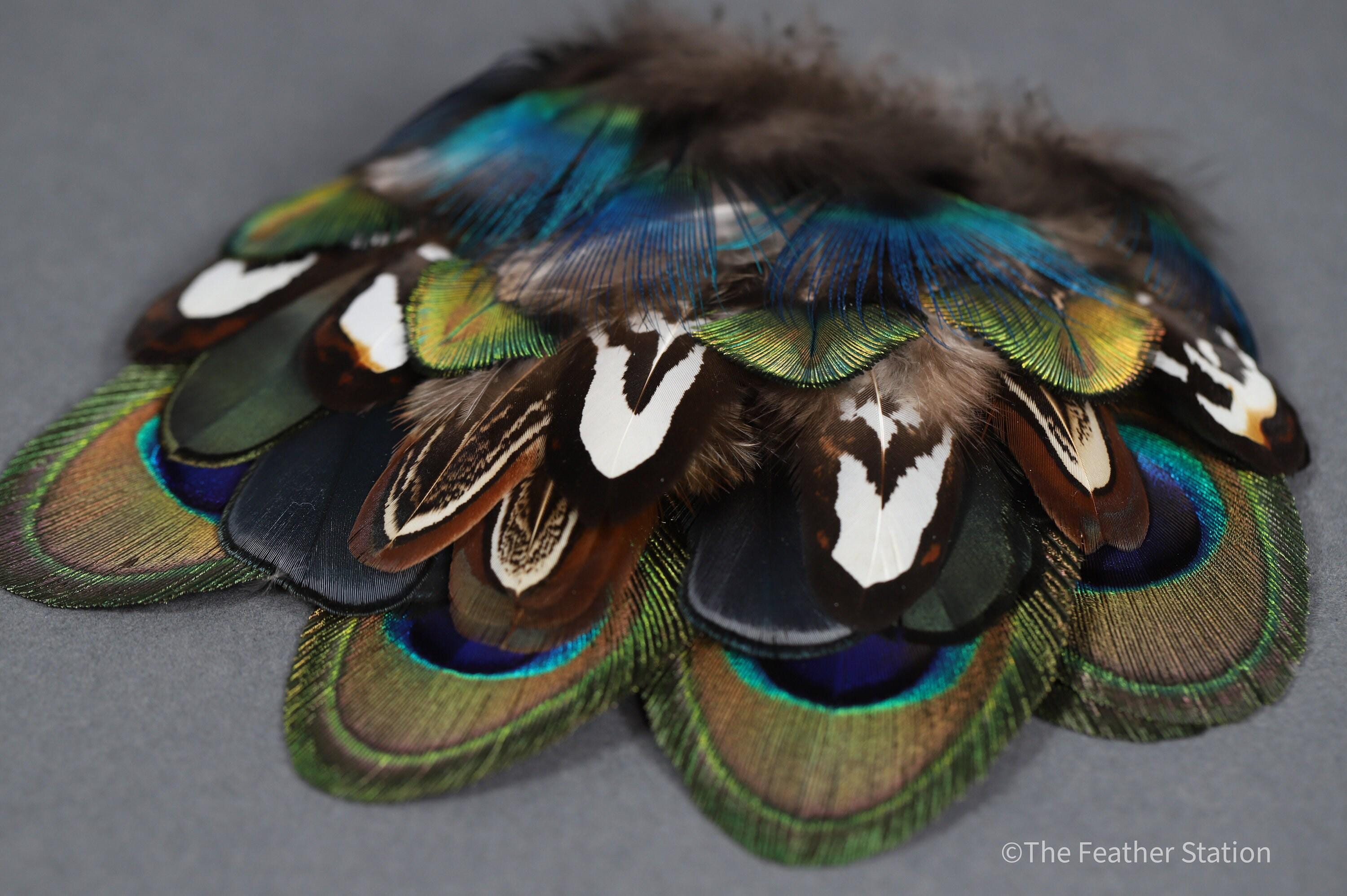 Mixed bag of feathers. 34 small lady amherst, pheasant & peacock collection, diy home decor, dream catcher, colourful iridescent feathers