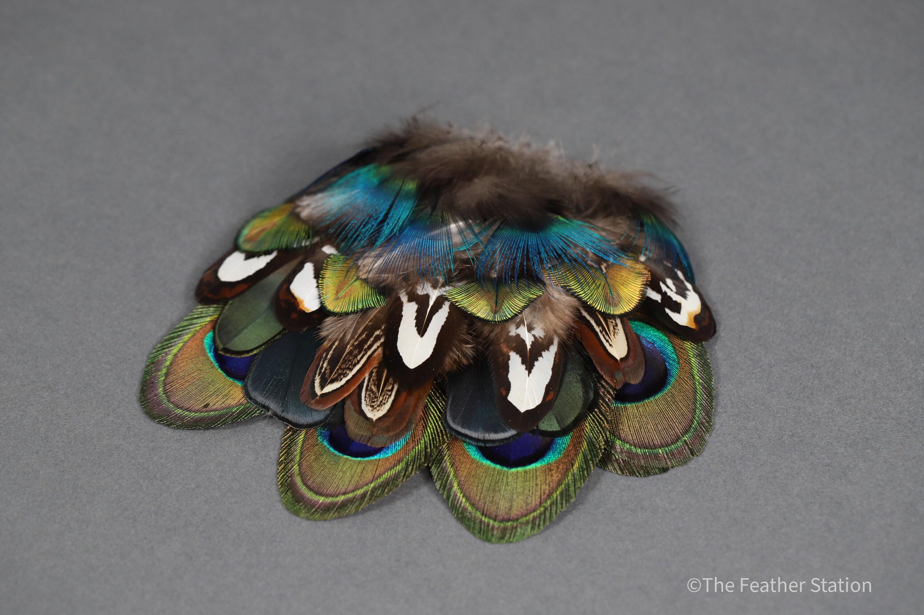 Mixed bag of feathers. 34 small lady amherst, pheasant & peacock collection, diy home decor, dream catcher, colourful iridescent feathers