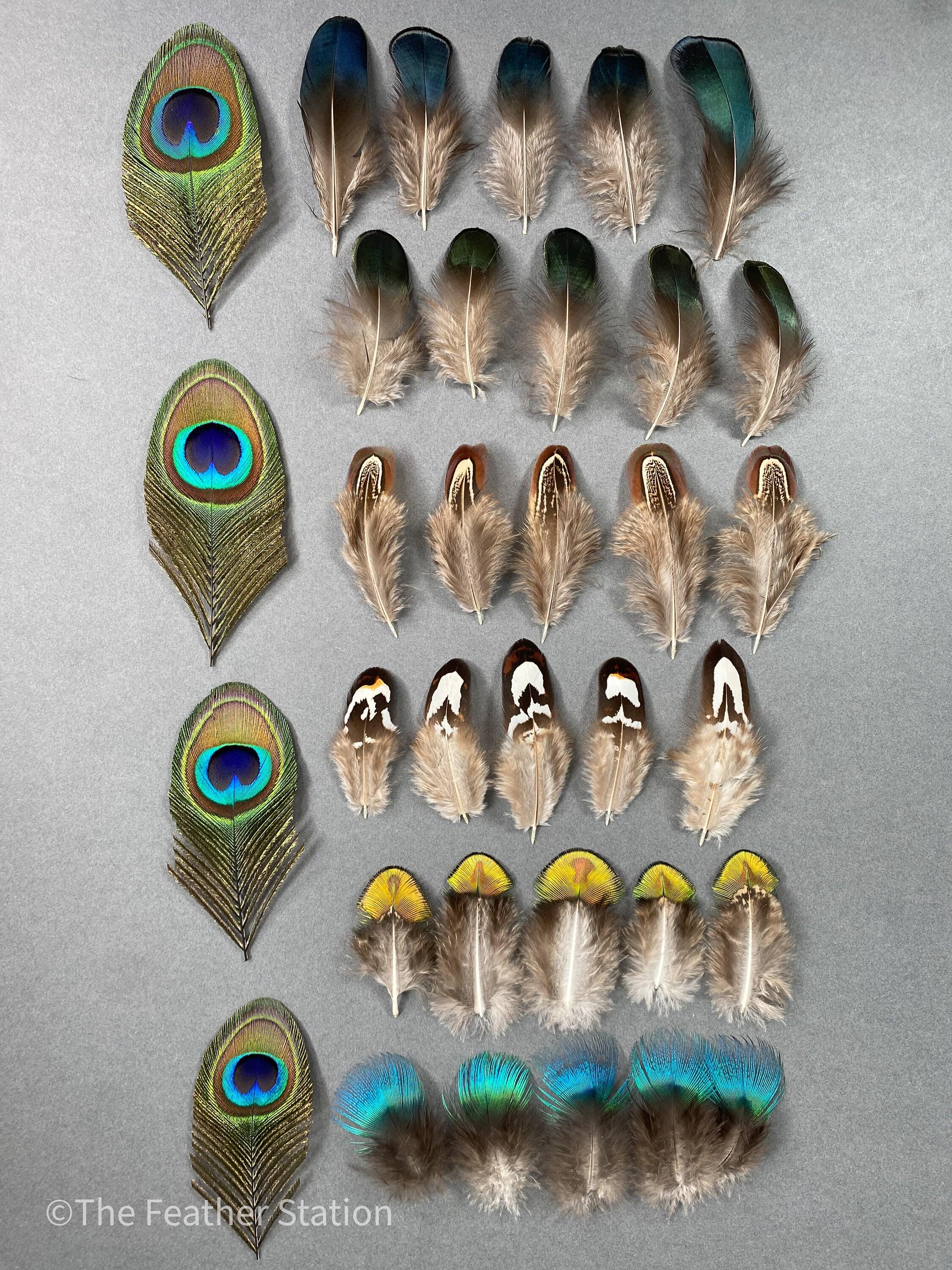 Mixed bag of feathers. 34 small lady amherst, pheasant & peacock collection, diy home decor, dream catcher, colourful iridescent feathers