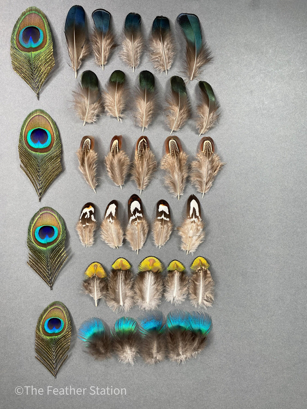 Mixed bag of feathers. 34 small lady amherst, pheasant & peacock collection, diy home decor, dream catcher, colourful iridescent feathers
