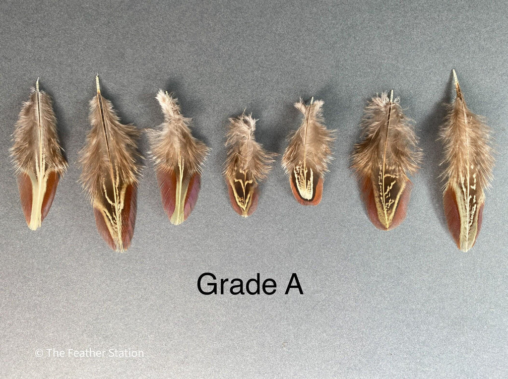 Natural almond ringneck plumage, 1-3 inches 3-8 cm