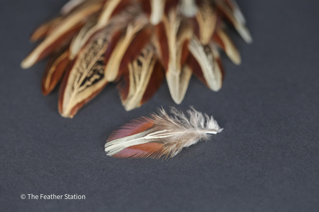 Natural almond ringneck plumage, 1-3 inches 3-8 cm